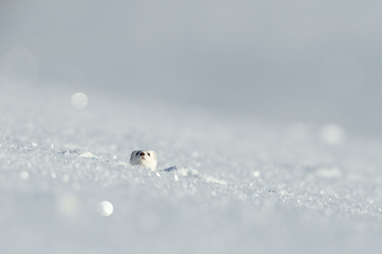 White Ermine 5